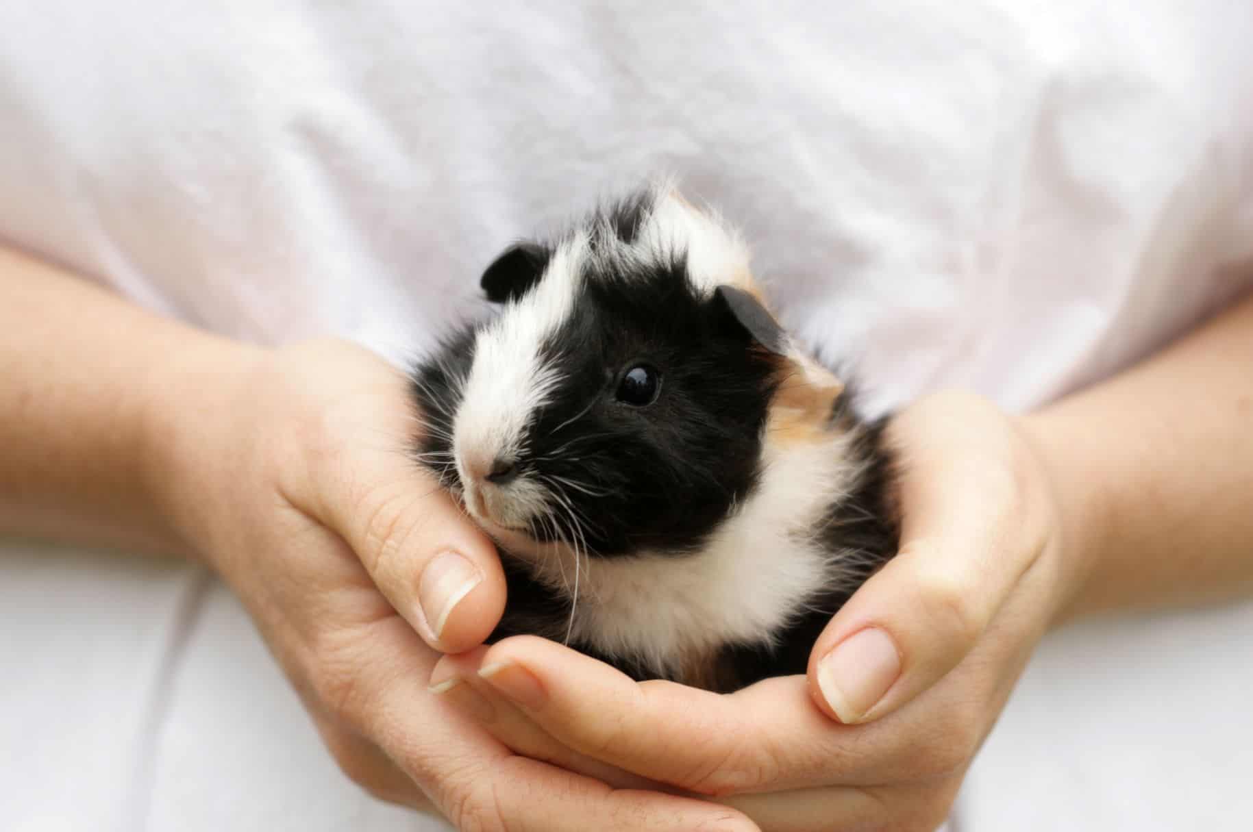 Guinea pig.