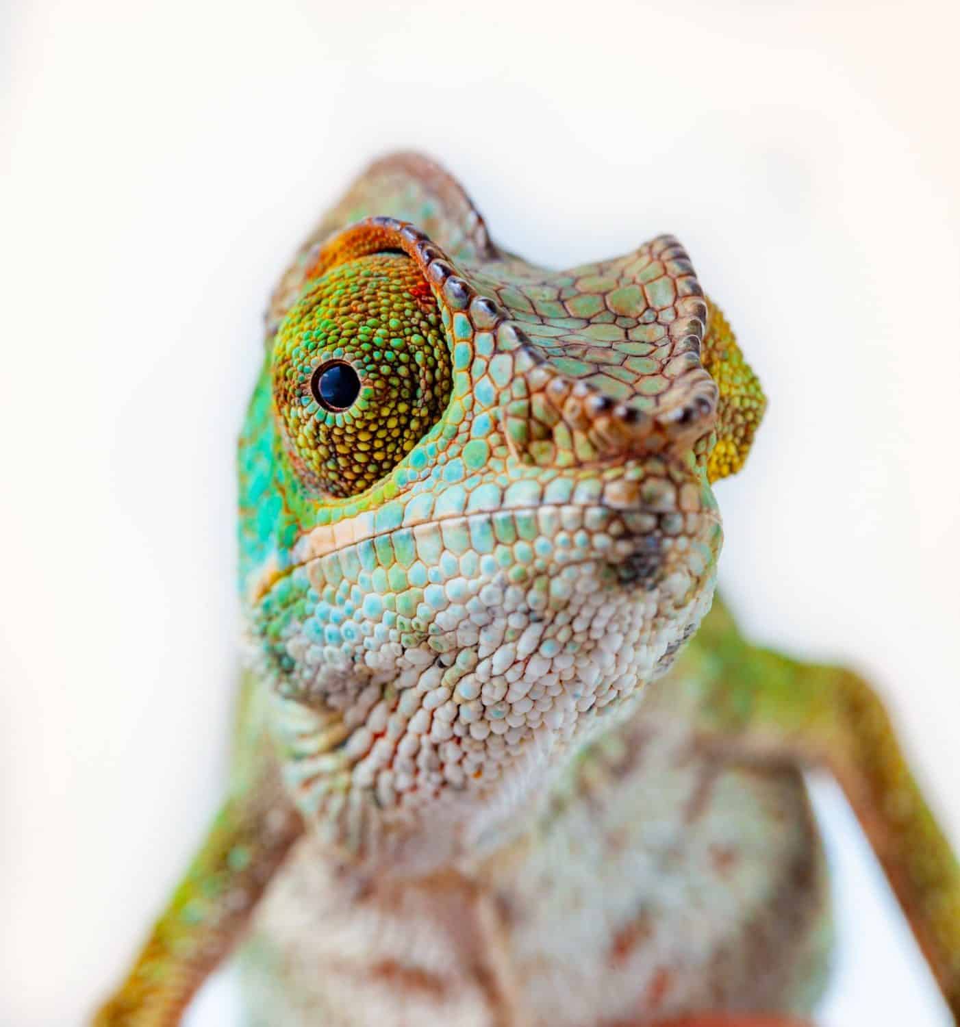 Picture Idea: Exotic Pet Training And Socialization Tips For Building A Strong