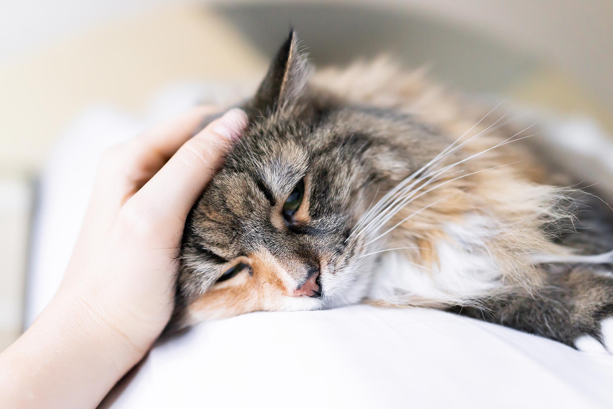 cat laying down