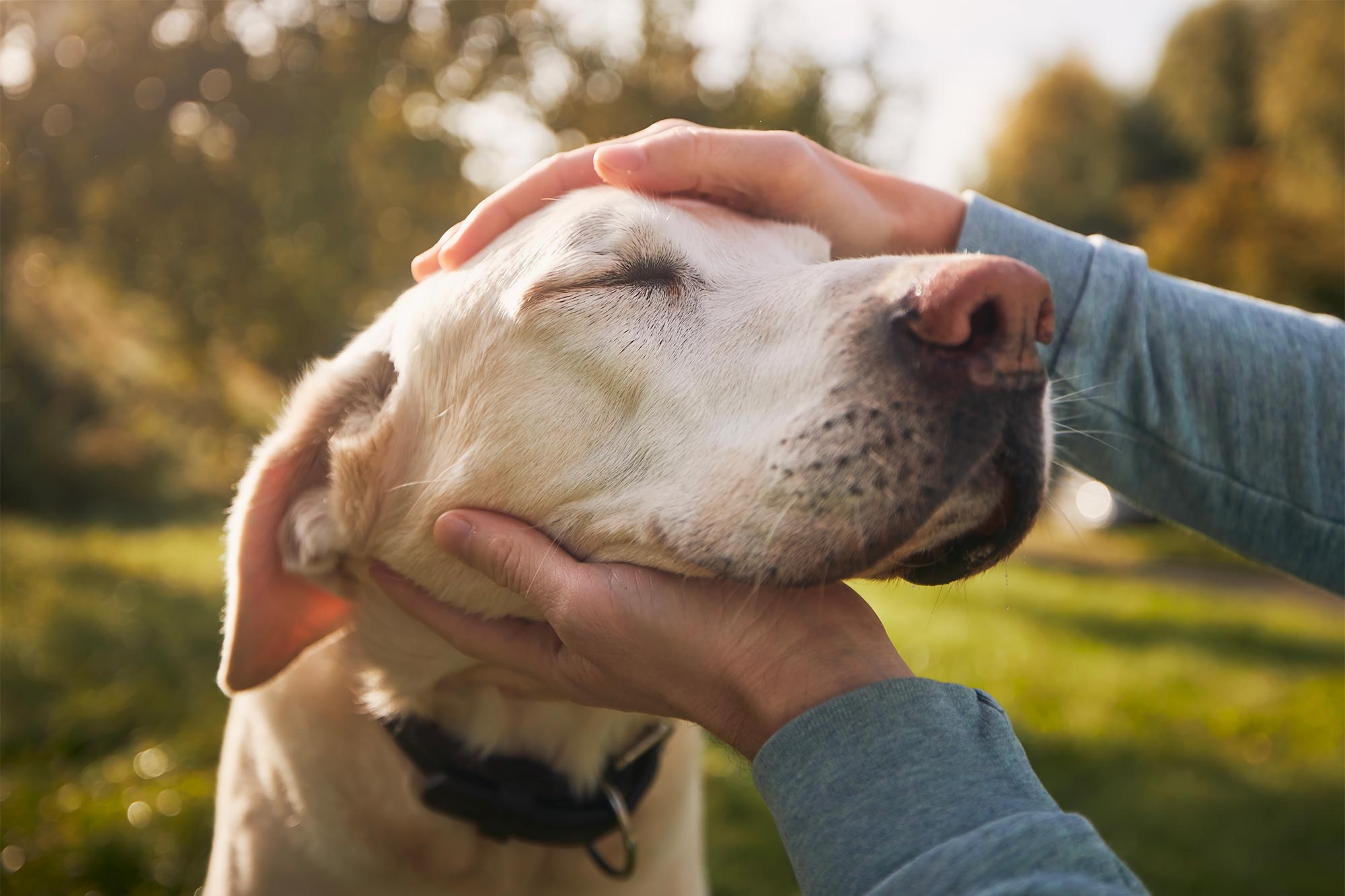 senior pet