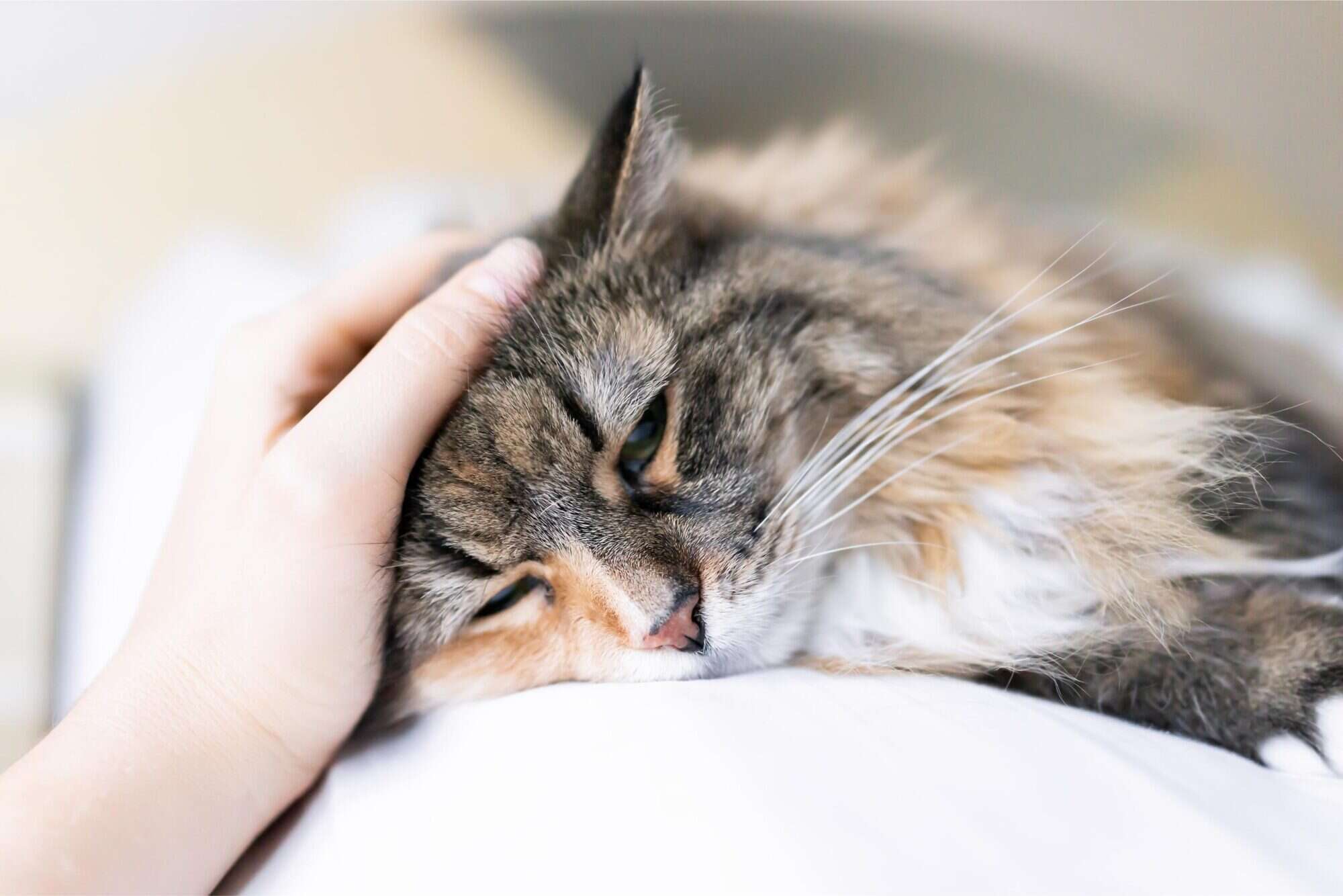 sick pet.