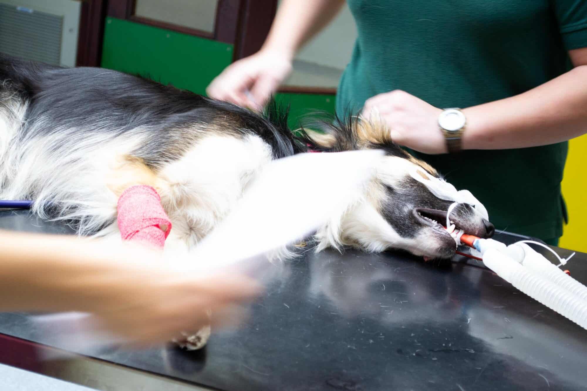 Animal Laparoscopic Surgery.