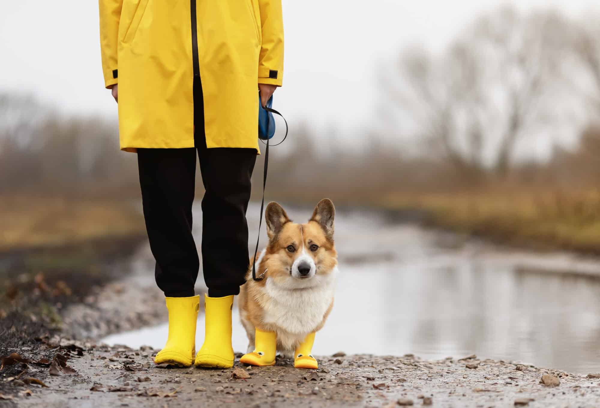 Corgi in rain boots.