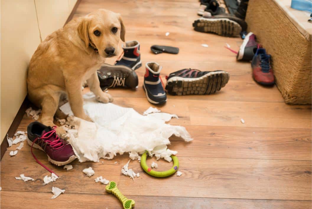 pet stress.