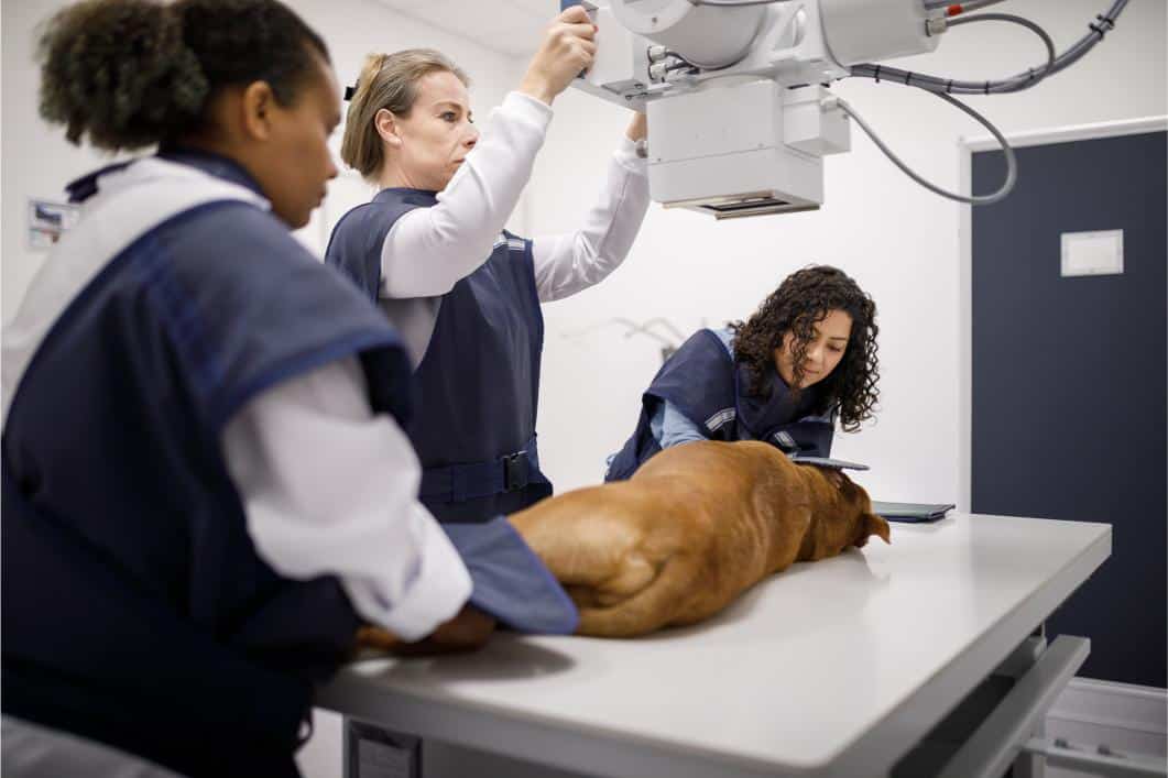 pet x-ray.