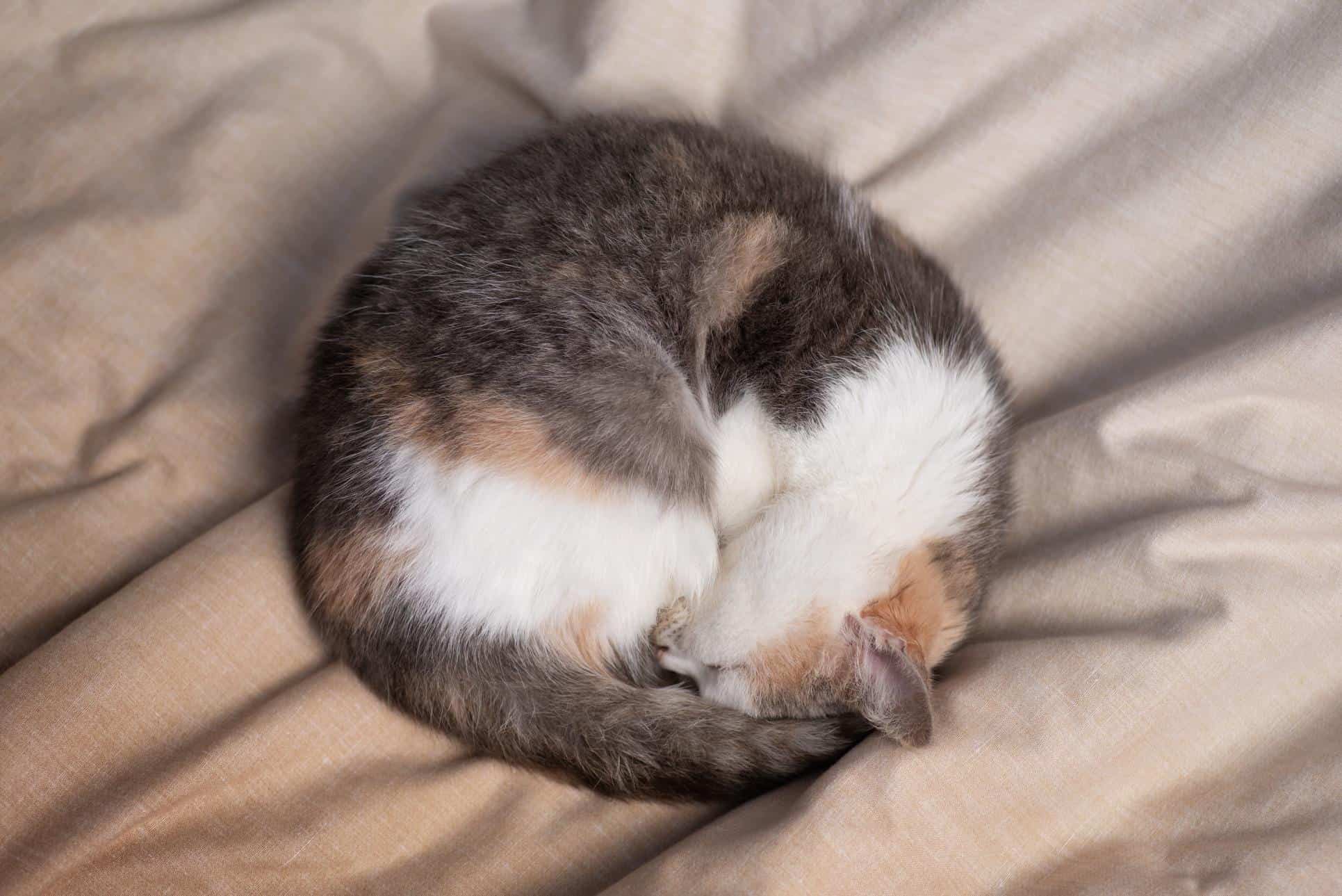 cat sleeping in a ball.