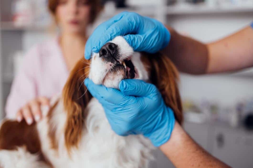 Dog at dental check up.