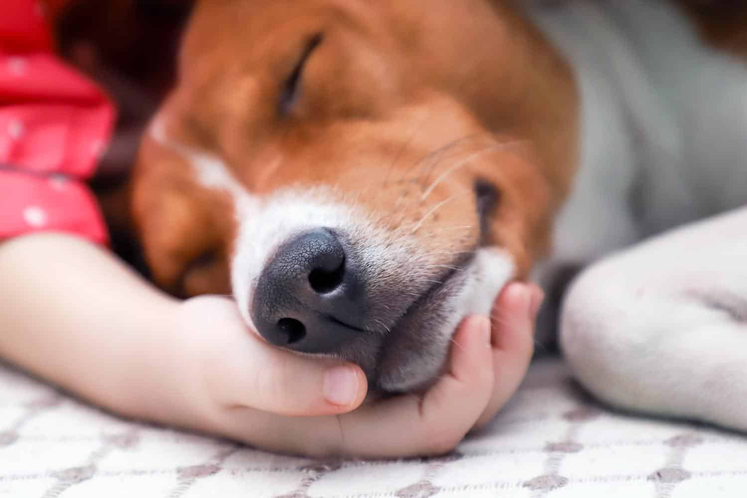 A child holding a sick dog's head.