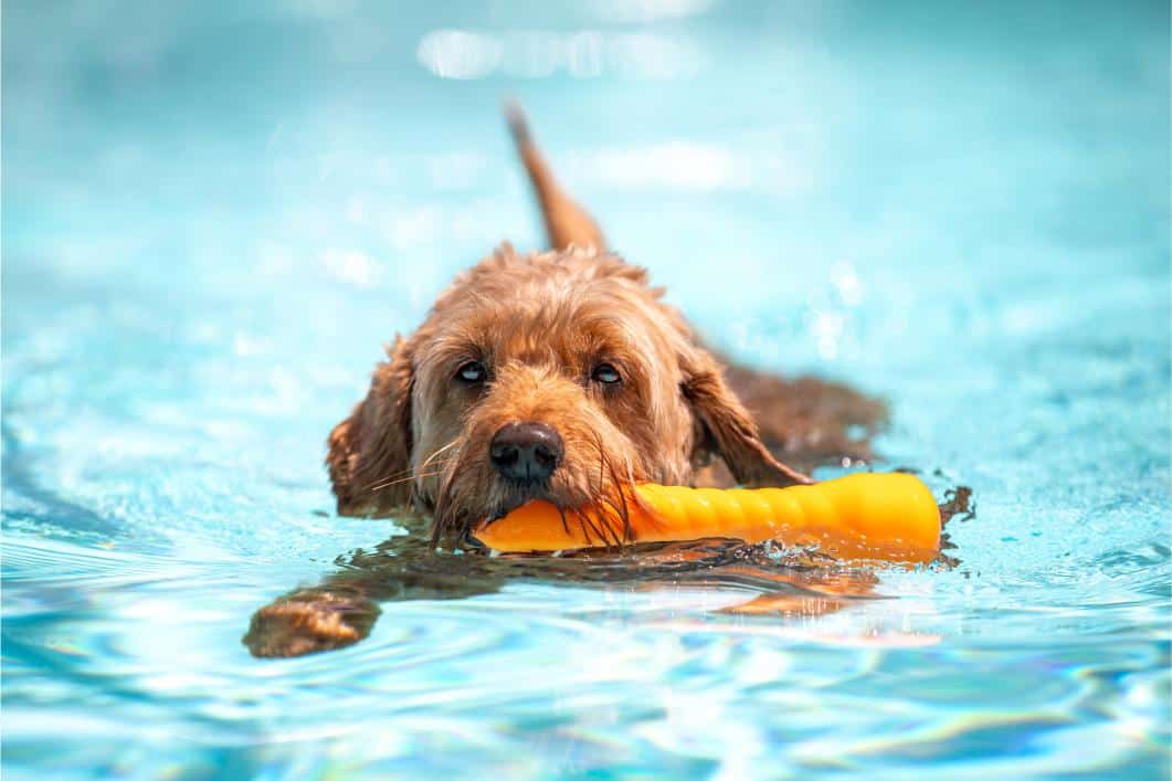 Puppy swimming at the pool.