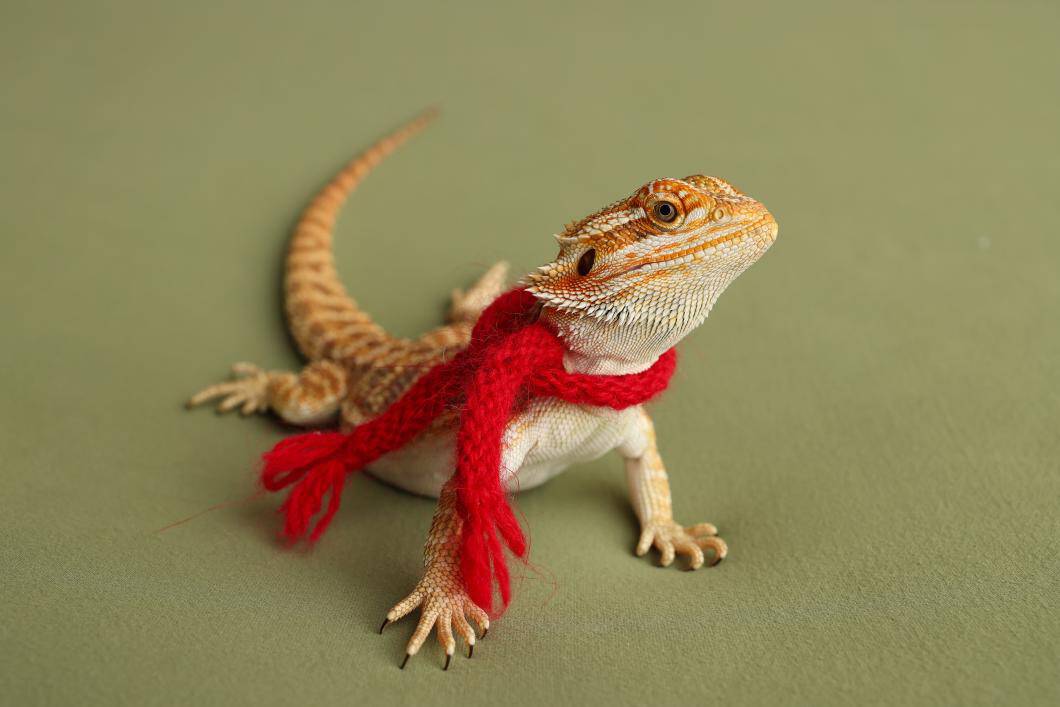 exotic animals and cold weather.