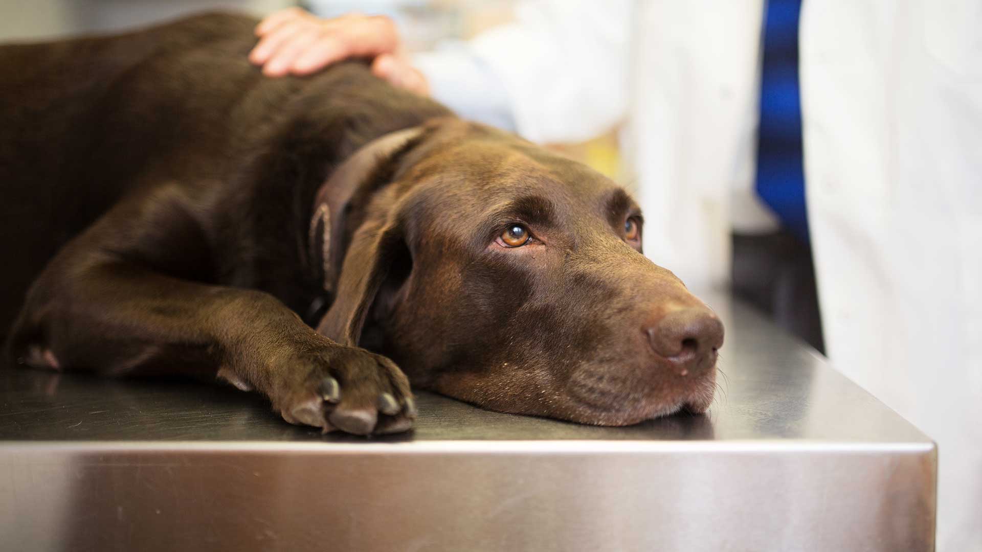 Pain Management for Pets | Animal Care Unlimited, in Columbus, OH