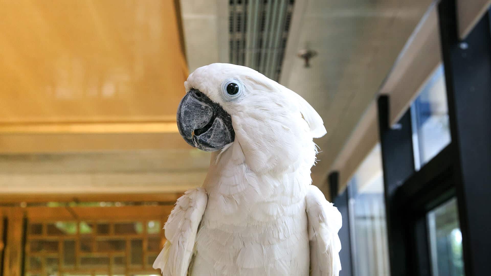 cockatoo treated here