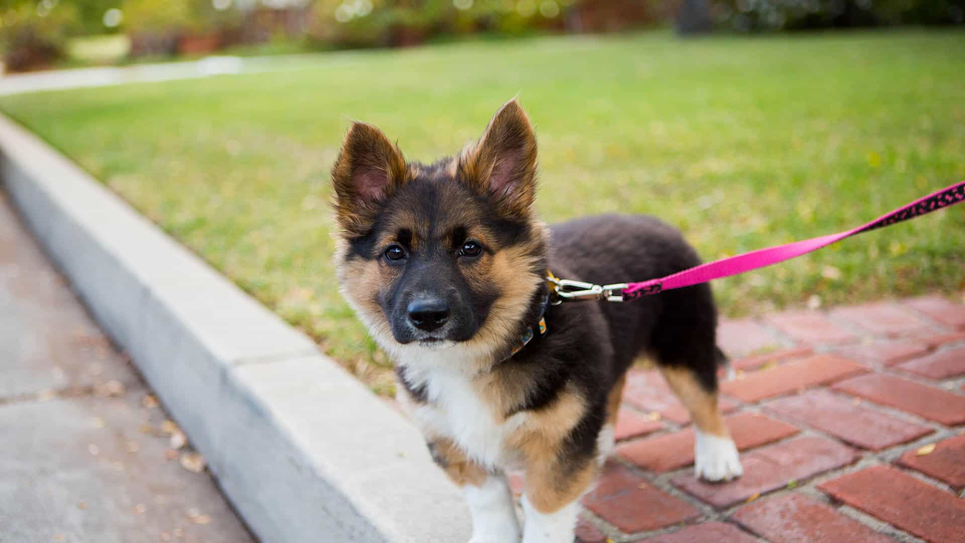 cute puppy on leash