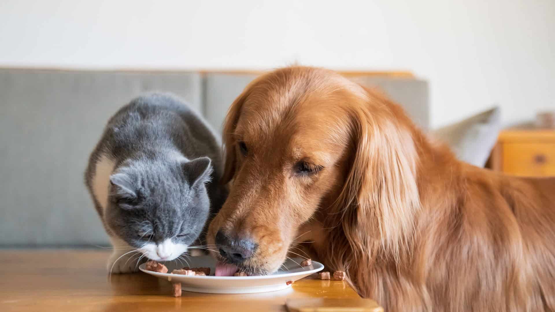 dog cat nutrition