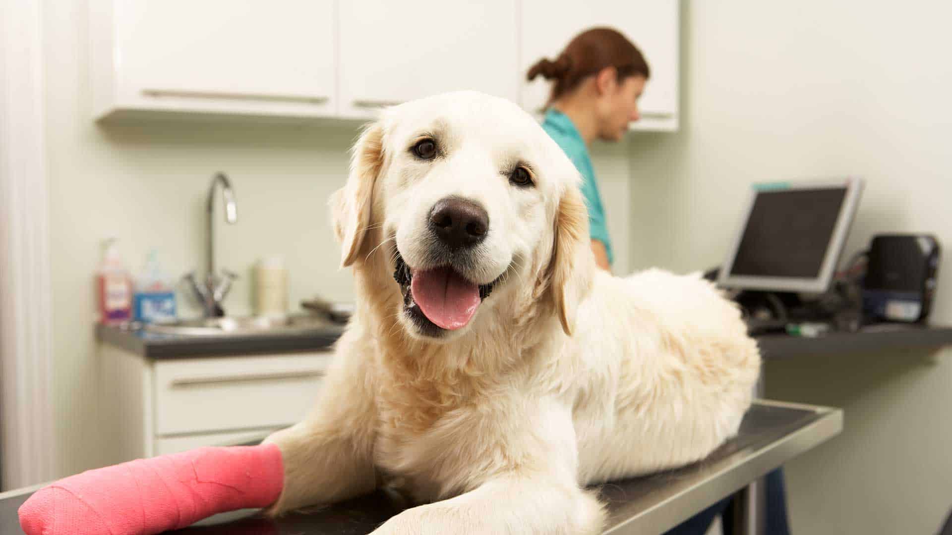 Fear Free Questionnaire | Animal Care Unlimited, Columbus, OH