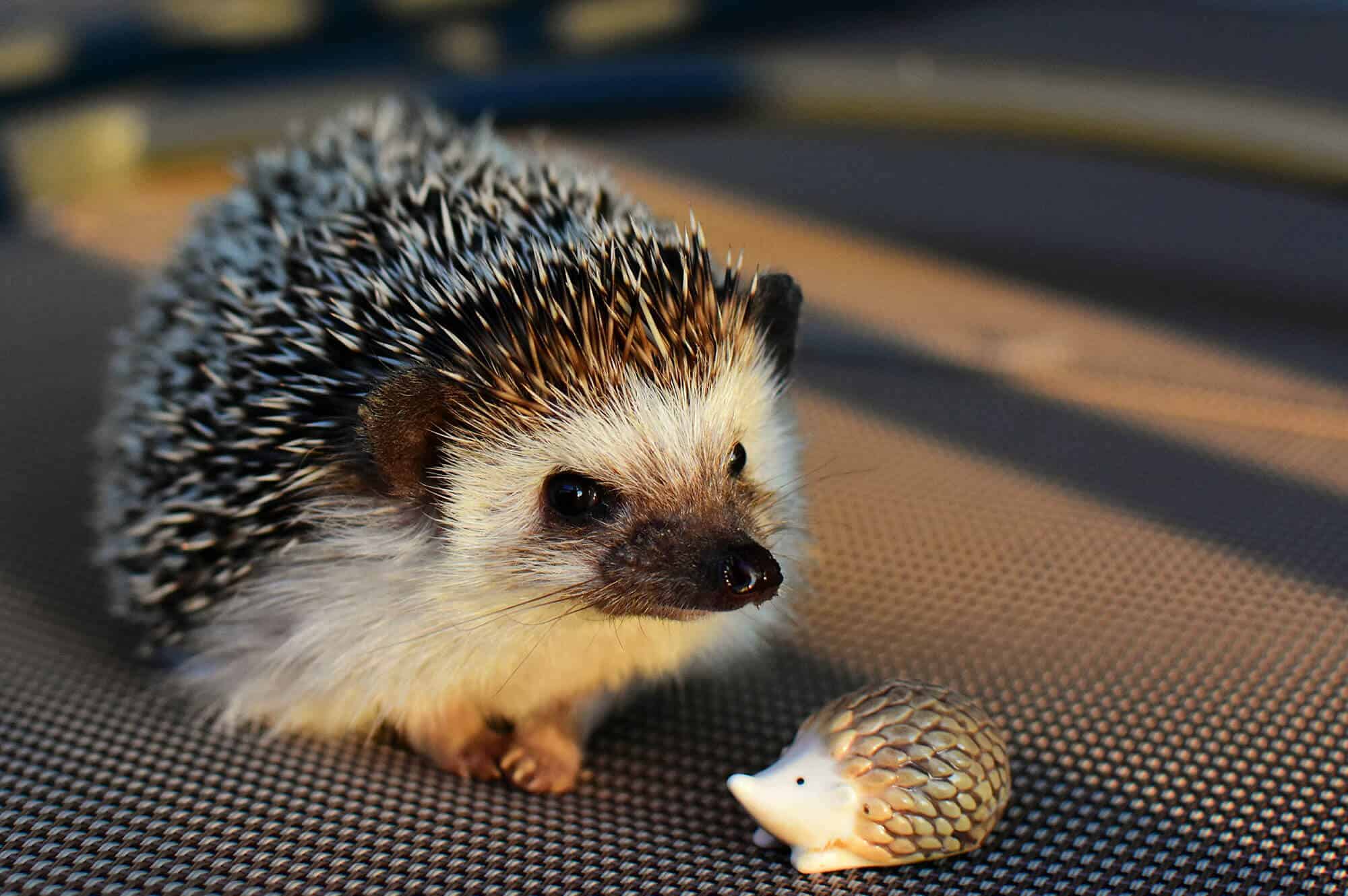 Hedgehog in habitat