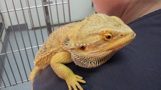 Bearded Dragon Care Guide Long Island Avian and Exotic Vet Clinic