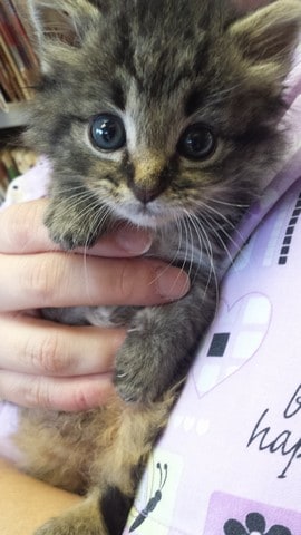 Neutered Cute Kitten
