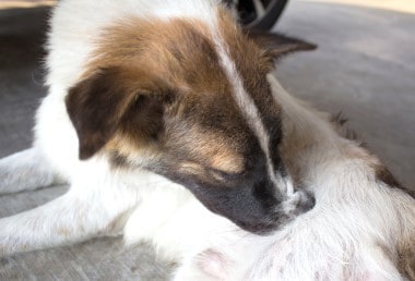 Dog Scratching