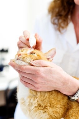 Cat getting Eyedrops