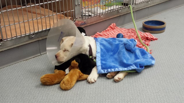 sick dog in the kennels