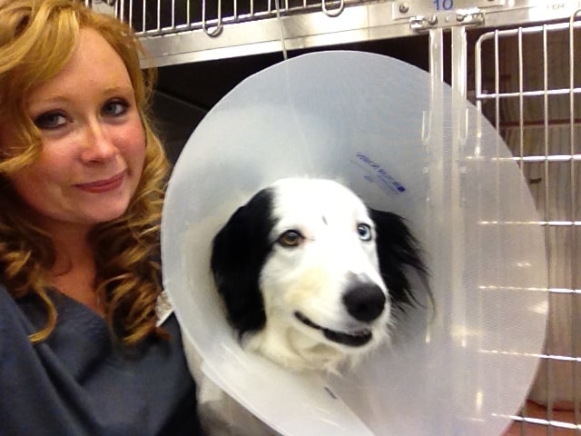 Pet Laser Therapy