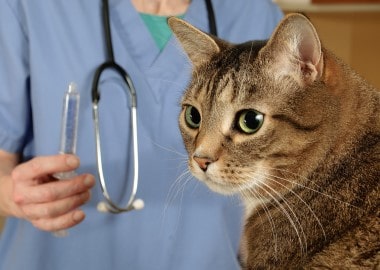 Pet Exam