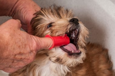 pet dental puppy getting his teeth brushed