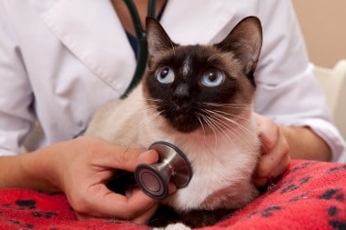 Veterinarian Examines Siamese Cat
