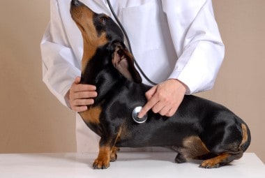 Veterinarian and Dog