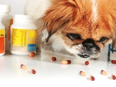 Veterinary Pharmacy